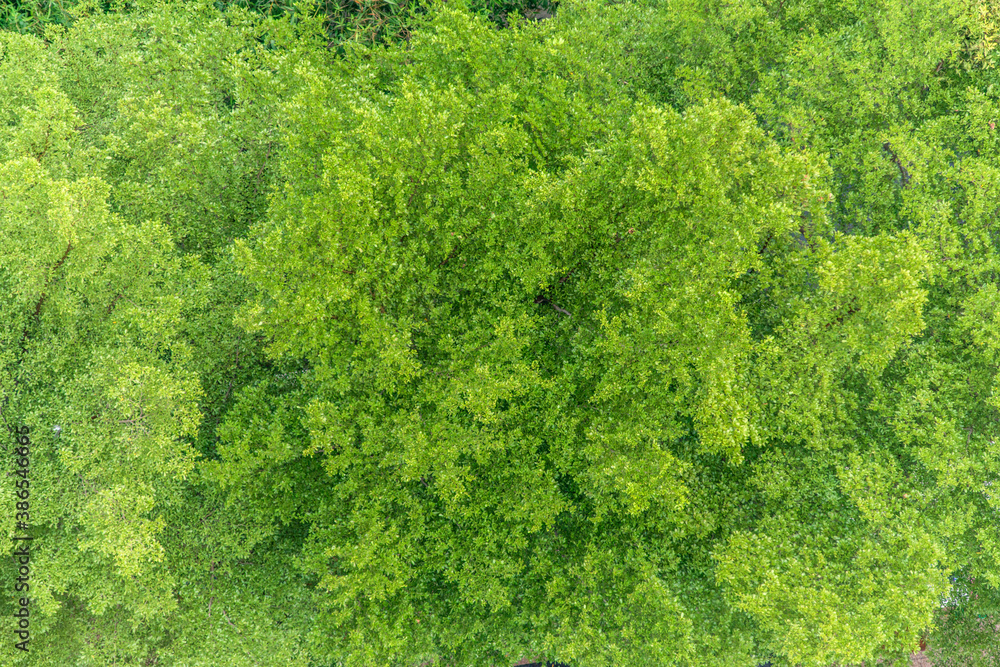 Big tree from top view.