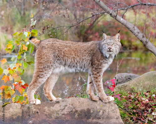 Canada Lynx in Autumn with Water in Background © Evelyn