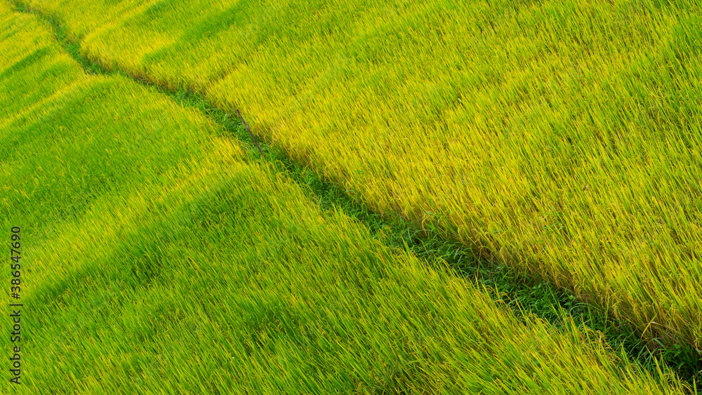Obraz premium The walkway between the two sides of rice.