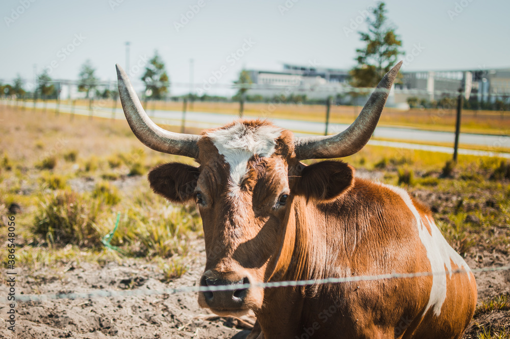 cow longhorn laying down cow longhorn laying down