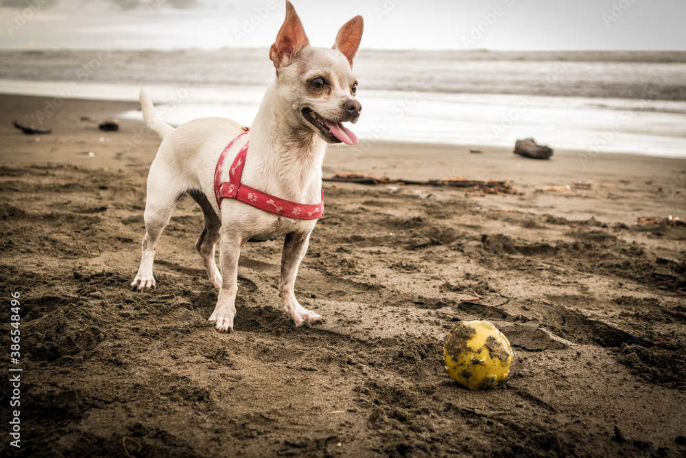 chihuahua en la playa chihuahua en la playa