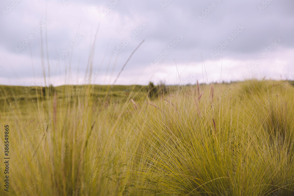 Obraz premium Tree in the ranch, Big Island, Hawaii