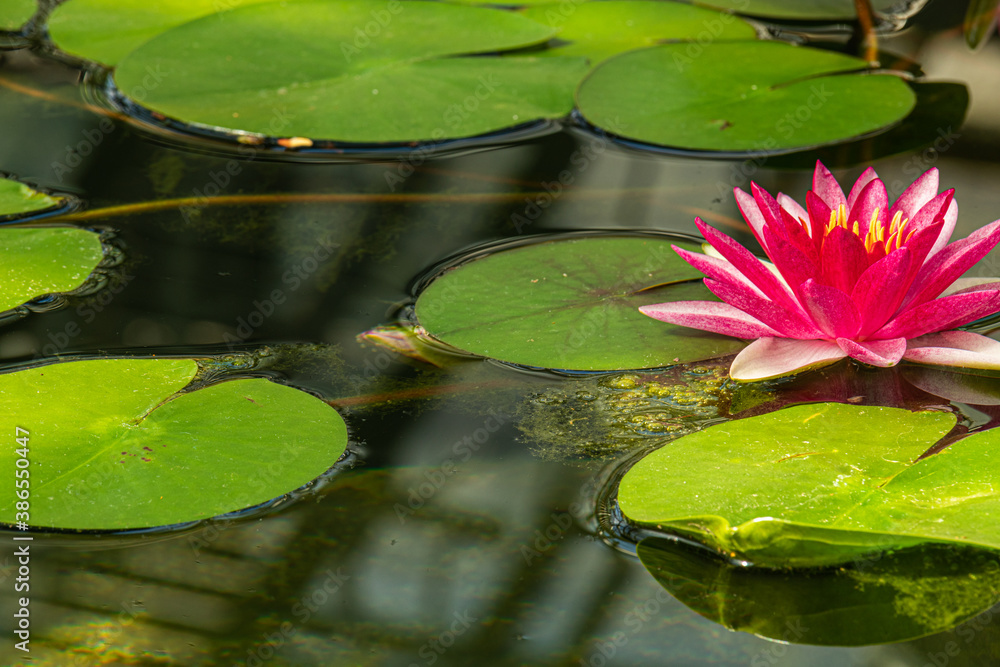 beautiful bright, colorful, fresh water plants flowers lotuses in the pond beautiful bright, colorful, fresh water plants flowers lotuses in the pond