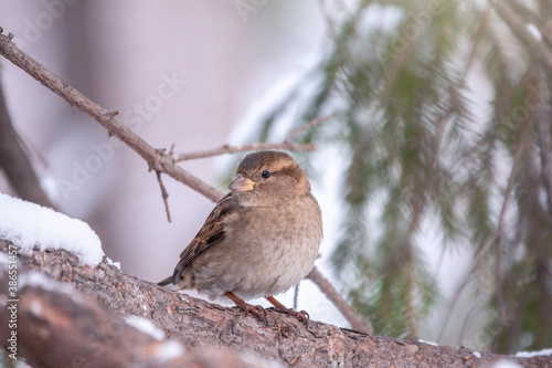 Sparrow sits on a branch without leaves with snow.