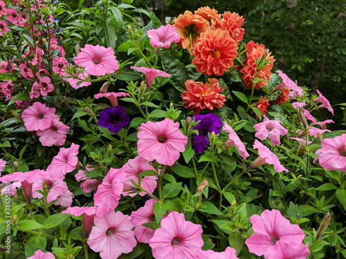 Beautiful Pink, Orange and Purple Flowers Annuals in an Outdoor Garden of Petunias and Zinnias