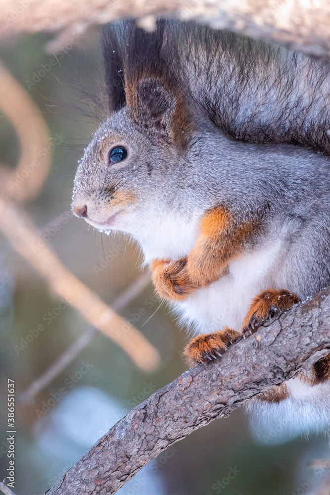 Fototapeta premium The squirrel sits on a fir branches in the winter or autumn