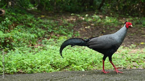 Siamese Fireback, Lophura diardi; facing and walking towards the right side of the frame as found on the pavement in the forest of Sakaerat Environmental Research Station in Thailand. photo