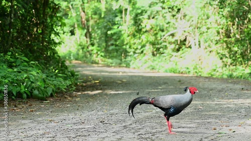 Siamese Fireback, Lophura diardi; a male individual quickly crosses the forest road in the morning in Sakaerat Environmental Research Station in Thailand. photo