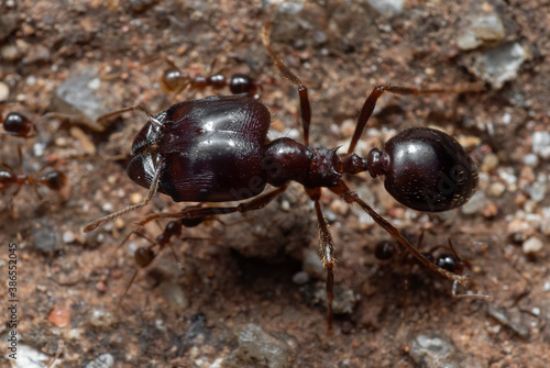Macro Photo of Soldier Big Headed Ant with Group of Worker Ants
