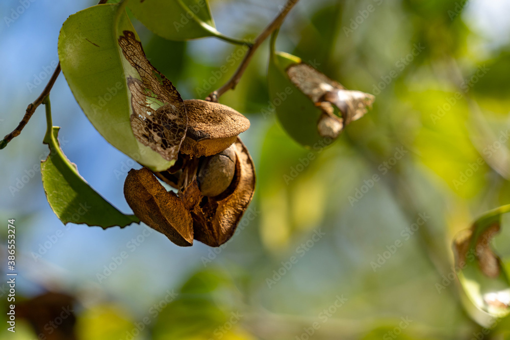 Seeds of camellia - Camellia japonica - in Japan. Seeds of camellia - Camellia japonica - in Japan.
