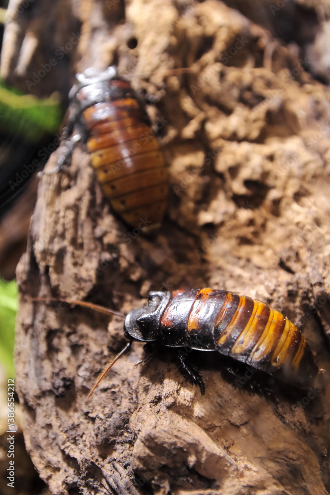Hissing Cockroach Hissing Cockroach