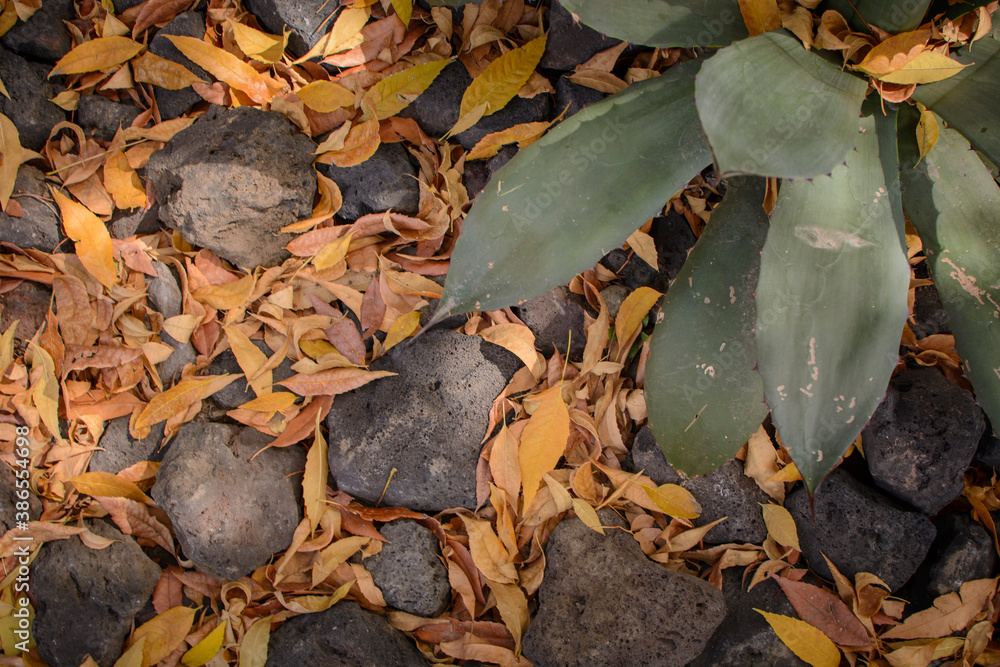 Maguey con hojas secas y rocas en un día de otoño, en el parque Maguey con hojas secas y rocas en un día de otoño, en el parque