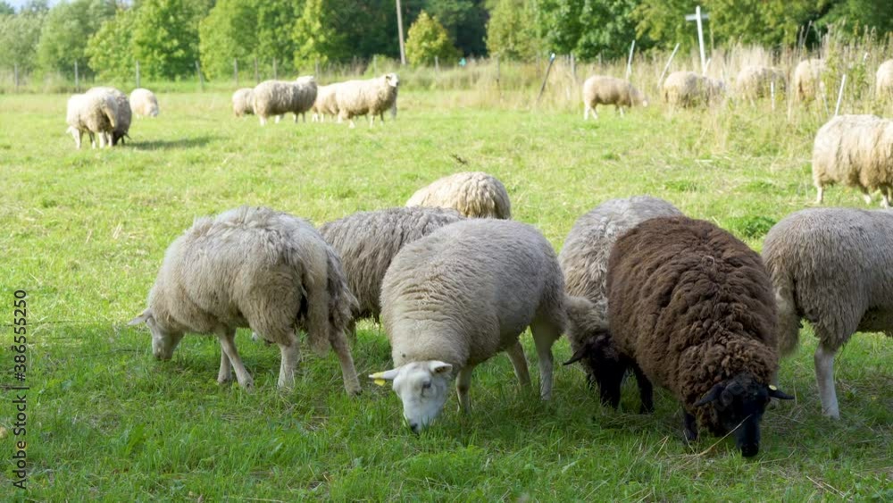The view of the group of sheeps in the farmland The view of the group of sheeps in the farmland