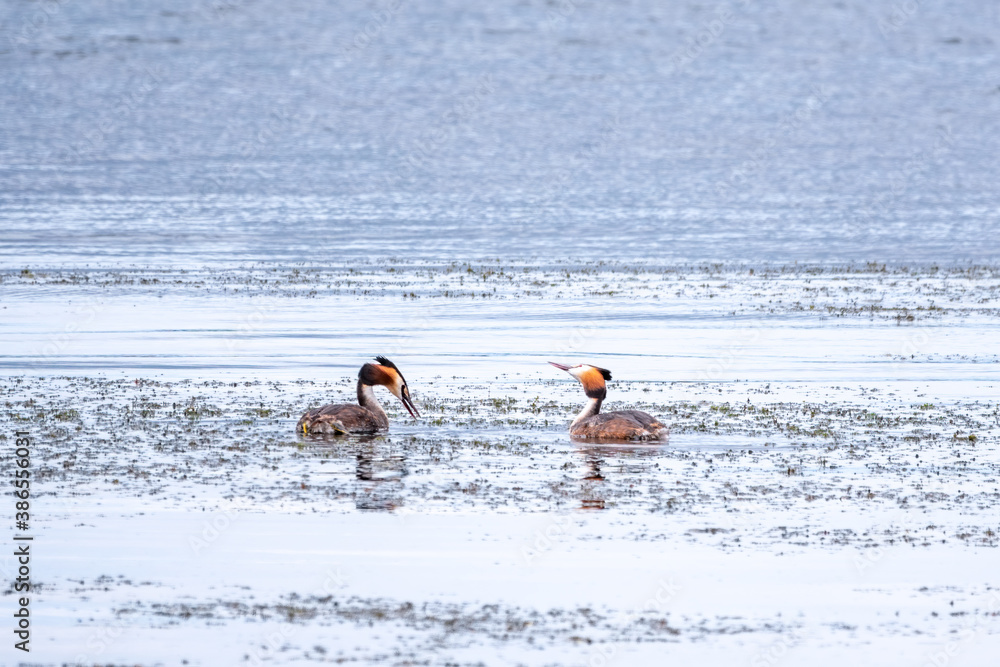 Two waterfowl birds Great Crested Grebes swim in the lake