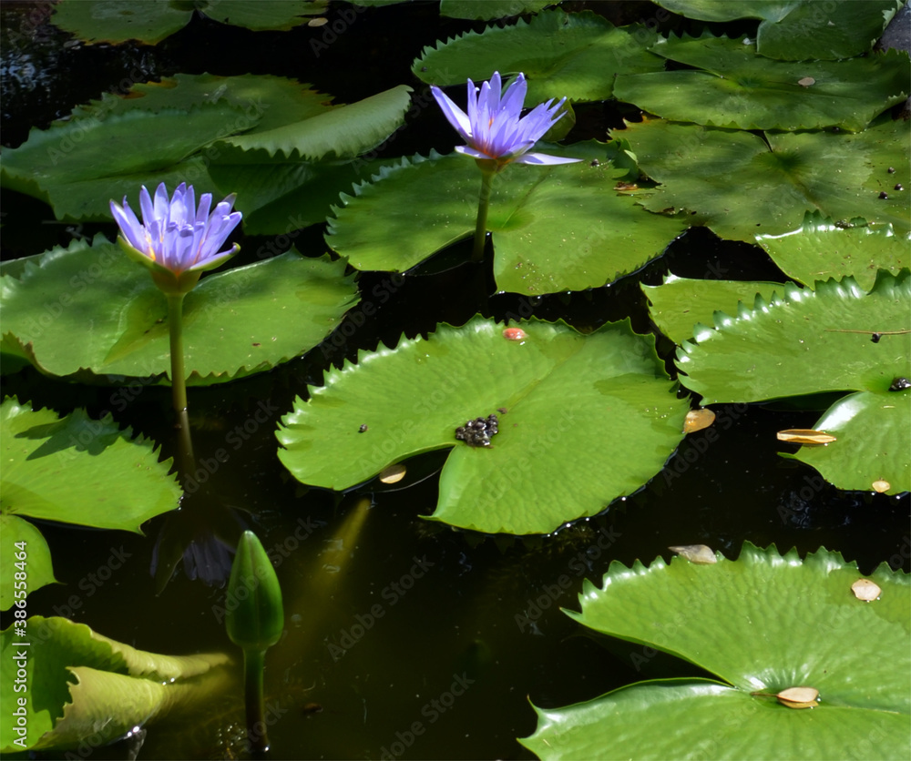Bangkok, Thailand - Wat Rajaburana Water Lilies Bangkok, Thailand - Wat Rajaburana Water Lilies