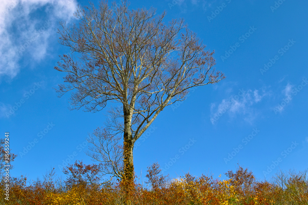 Fototapeta premium ブナ林