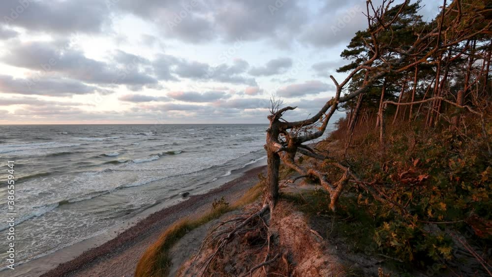 An interestingly shaped small oak tree covered with moss and growing on a high cliff by the Baltic Sea. Baltic seashore near Klaipeda in Lithuania , at the place named An interestingly shaped small oak tree covered with moss and growing on a high cliff by the Baltic Sea. Baltic seashore near Klaipeda in Lithuania , at the place named