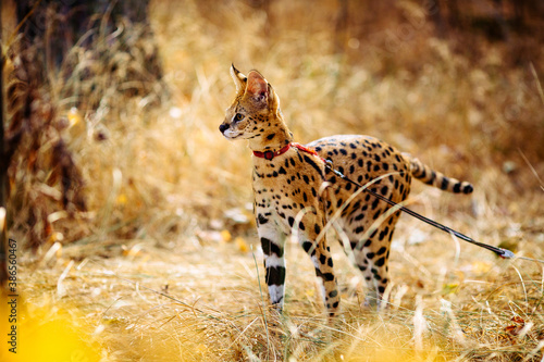 serval wild cat against autumn yellow background
