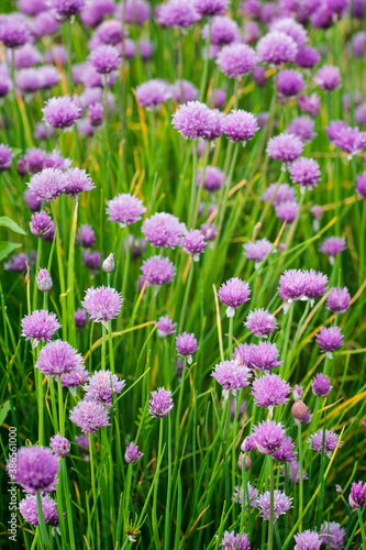 Pink chives flowers outdoors in nature.
