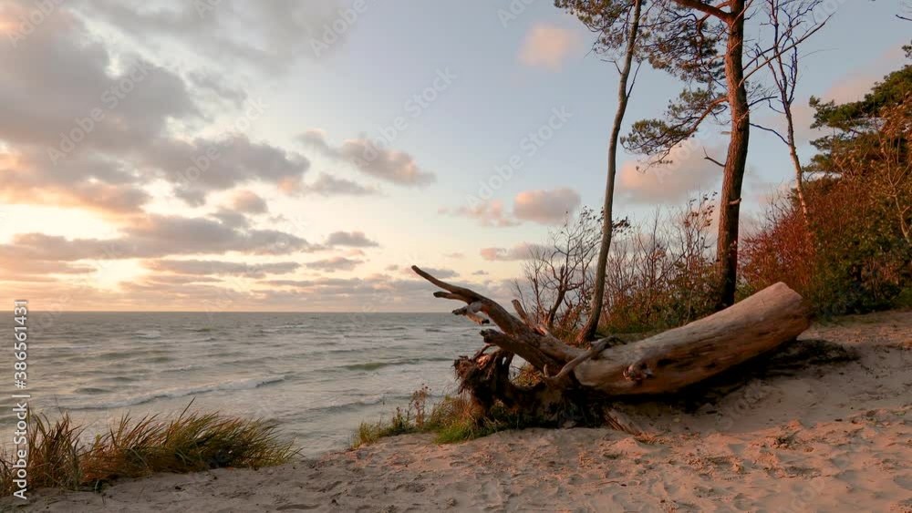 Baltic sea coastline sunset. Large tree log with roots lying on sandy dunes slope. Baltic seashore near Klaipeda in Lithuania , at the place named Baltic sea coastline sunset. Large tree log with roots lying on sandy dunes slope. Baltic seashore near Klaipeda in Lithuania , at the place named