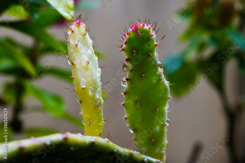 Light pink tip of green cactus for background