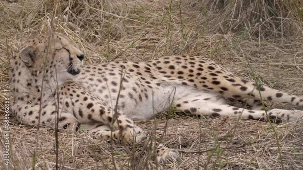 Adult cheetah lazily licks lips while laying down in grassy field Adult cheetah lazily licks lips while laying down in grassy field