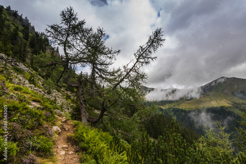gnarled trees with a hiking trail in the mountains gnarled trees with a hiking trail in the mountains