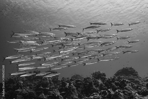 Baracuda Schwarmfisch Raubfisch Unterwasserfoto photo