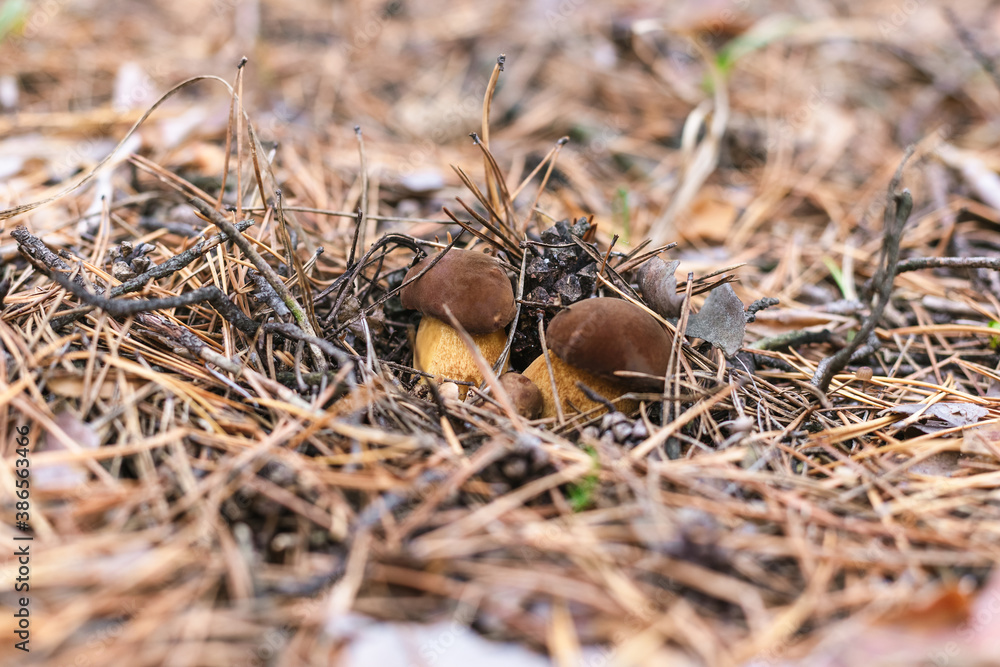 Beautiful edible mushroom in a pine forest Beautiful edible mushroom in a pine forest