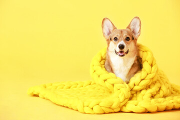 Cute dog with warm blanket on color background