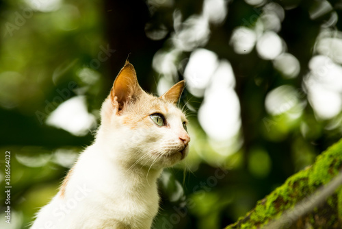 portrait of a cat