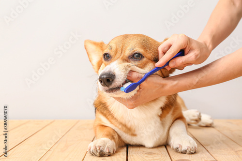 Owner brushing teeth of cute dog on light background