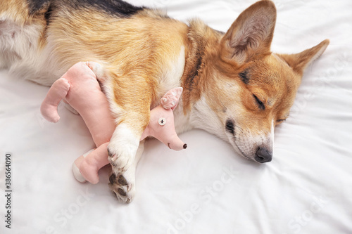Cute dog with toy lying on bed