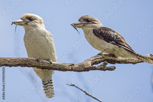 Laughing Kookaburra's with a small skink each for young at nest