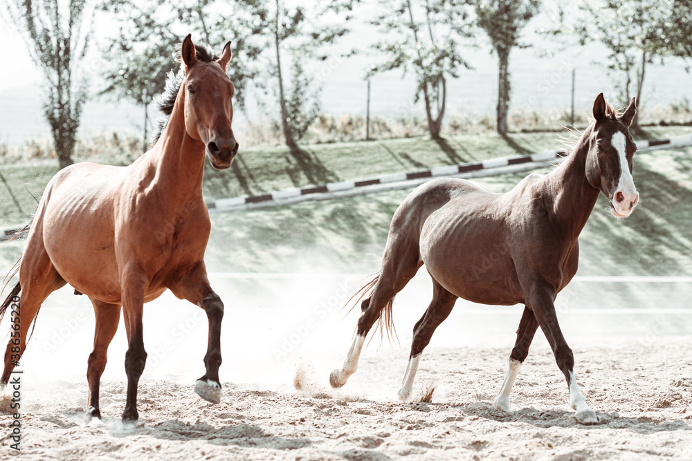 Free gracious beautiful horses run Free gracious beautiful horses run