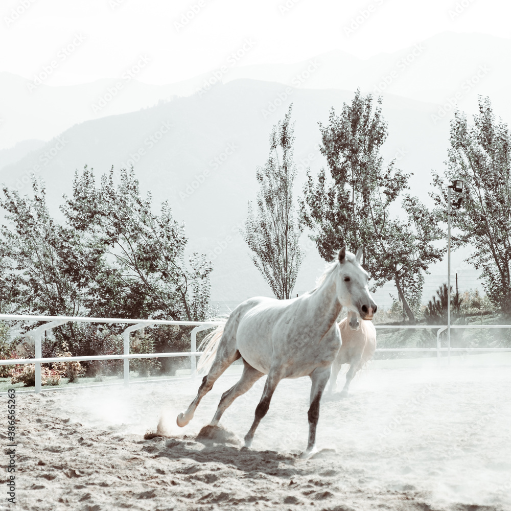Free gracious beautiful horses run Free gracious beautiful horses run
