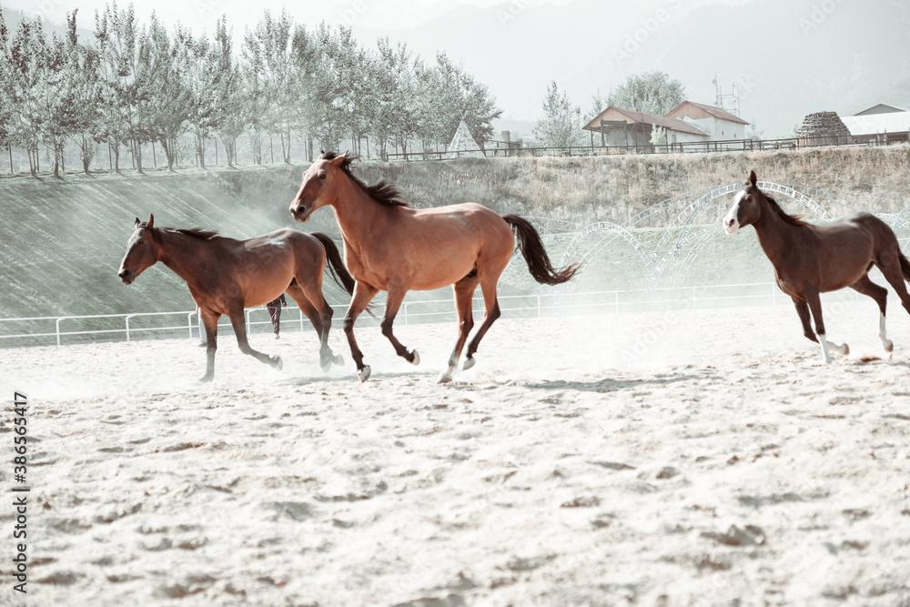 Free gracious beautiful horses run Free gracious beautiful horses run
