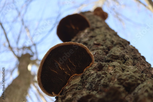 tree with Polyporales in the forest photo