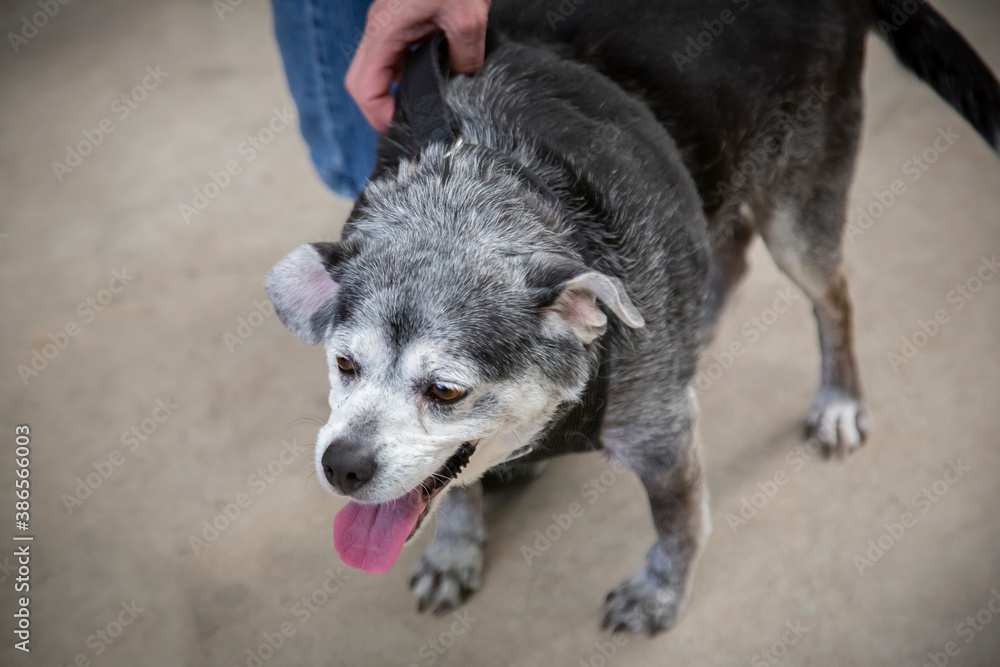 Fototapeta premium A slightly elevated frontal point of view, of a standing, happy black and white old mixed breed dog looking forward, in a shelter environment 