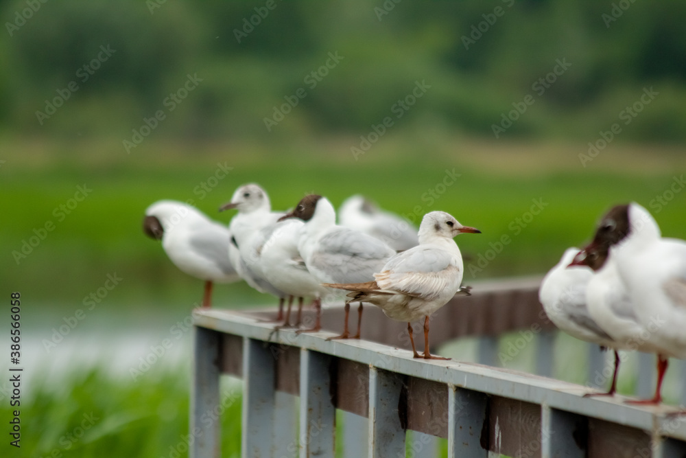 Black-headed Gull (Larus ridibundus). Seagulls are sitting on the railing Black-headed Gull (Larus ridibundus). Seagulls are sitting on the railing