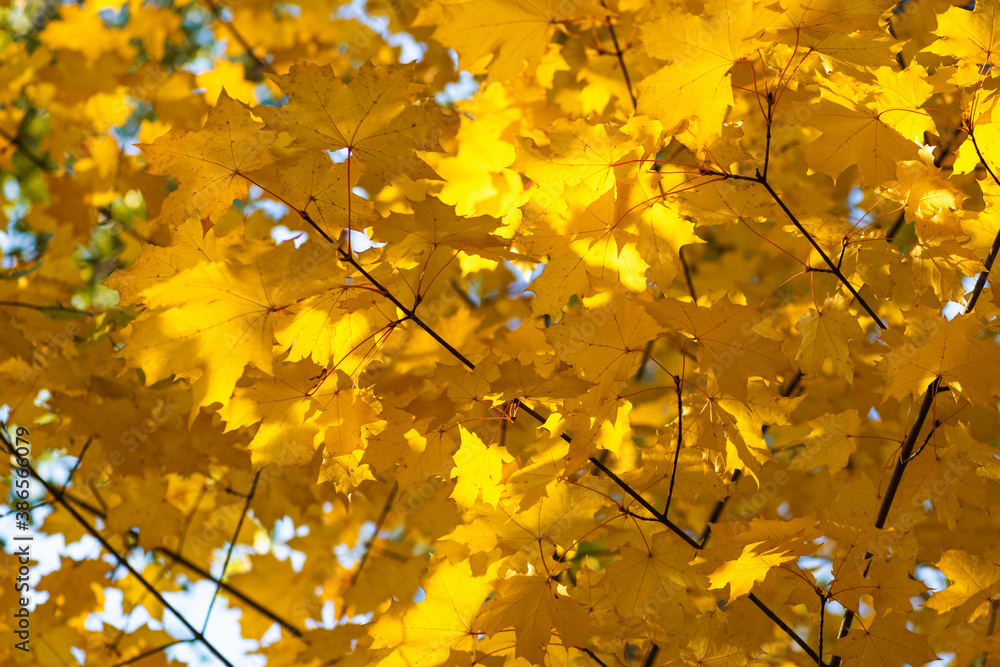 Obraz premium Yellow maple leaves on a Sunny autumn day, the view from the bottom up