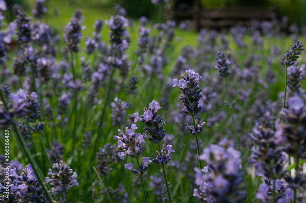 Obraz premium Lavender flowers banner background. Natural cosmetics ingredient plant.