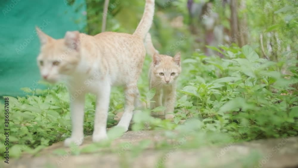 Tabby marmalade kitten walking to join mother cat slow motion Tabby marmalade kitten walking to join mother cat slow motion