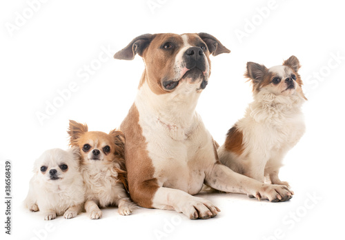 Fototapeta Naklejka Na Ścianę i Meble -  american staffordshire terrier and chihuahuas