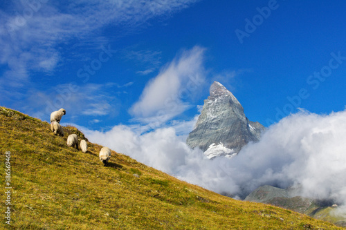 Beautiful idyllic alpine landscape with sheep and Matterhorn mountain, Alps mountains  and countryside in summer, Zermatt, Switzerland
