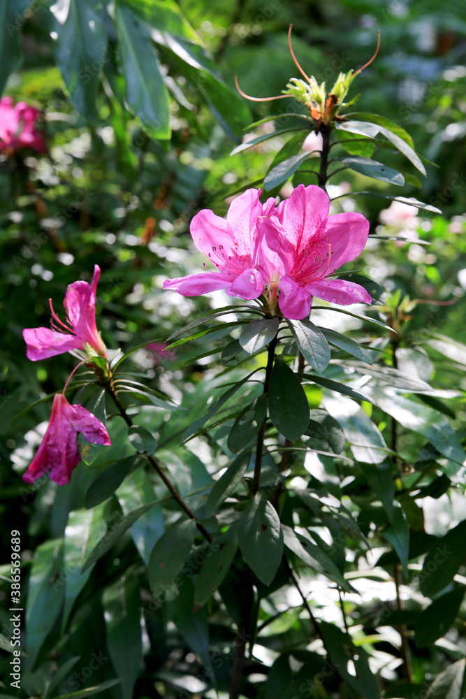 back light pink flower in the garden