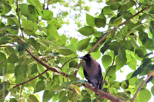 Crow on a branch at Dhanmondi lake in Dhaka