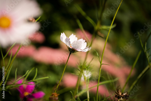 pink and white flowers photo