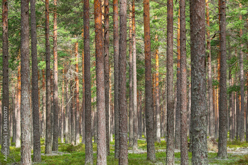 Obraz premium Pine tree trunks in a forest