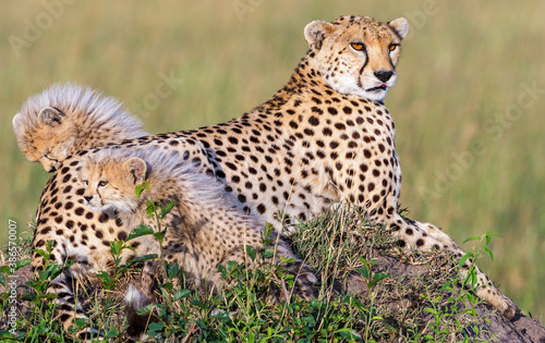 Curious Cheetah cubs with a watchful mother